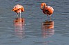 flamingos im brackwasser - (c) r pattke.jpg